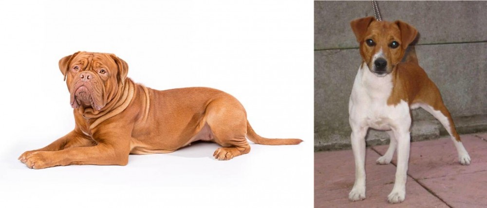 Plummer Terrier vs Dogue De Bordeaux - Breed Comparison