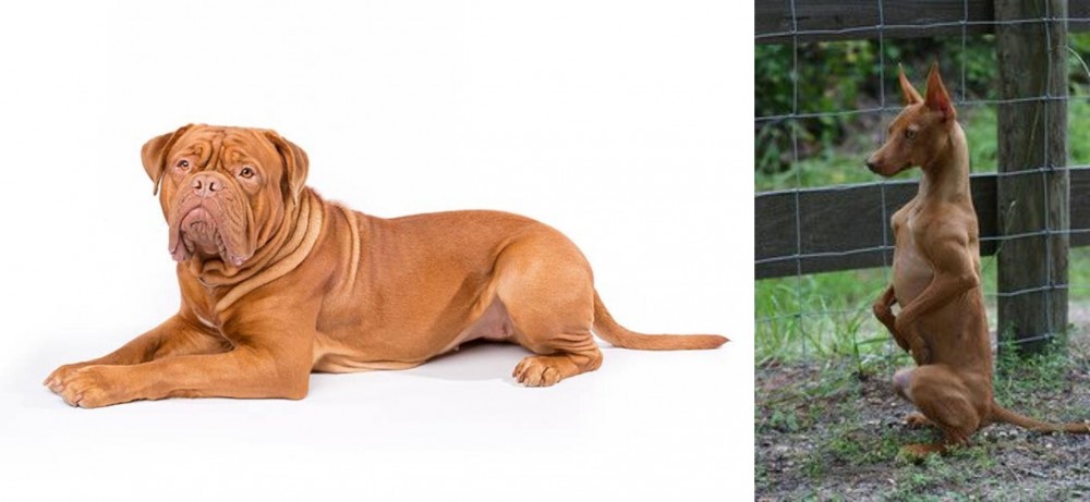 Podenco Andaluz vs Dogue De Bordeaux - Breed Comparison
