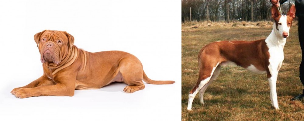 Podenco Canario vs Dogue De Bordeaux - Breed Comparison
