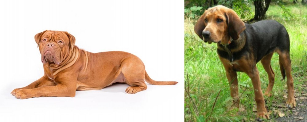 Polish Hound vs Dogue De Bordeaux - Breed Comparison