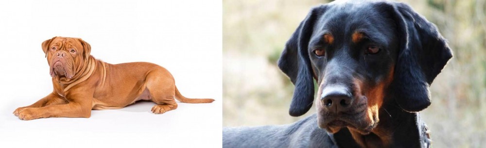 Polish Hunting Dog vs Dogue De Bordeaux - Breed Comparison