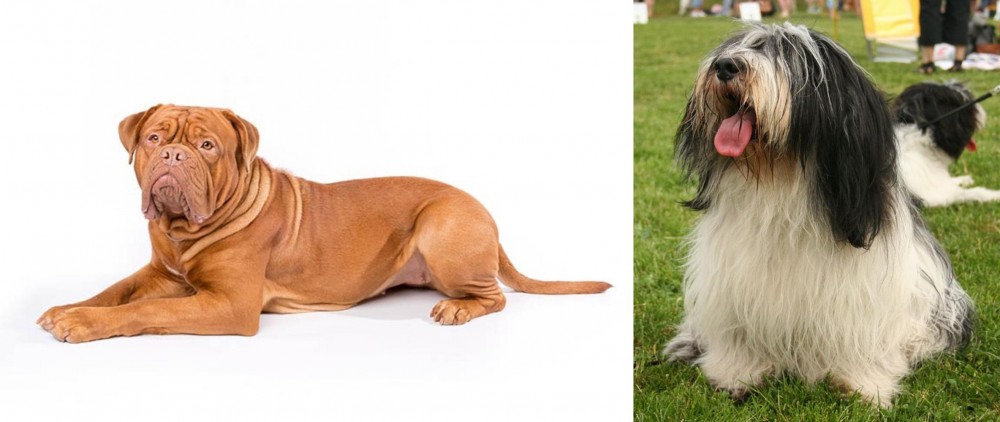 Polish Lowland Sheepdog vs Dogue De Bordeaux - Breed Comparison