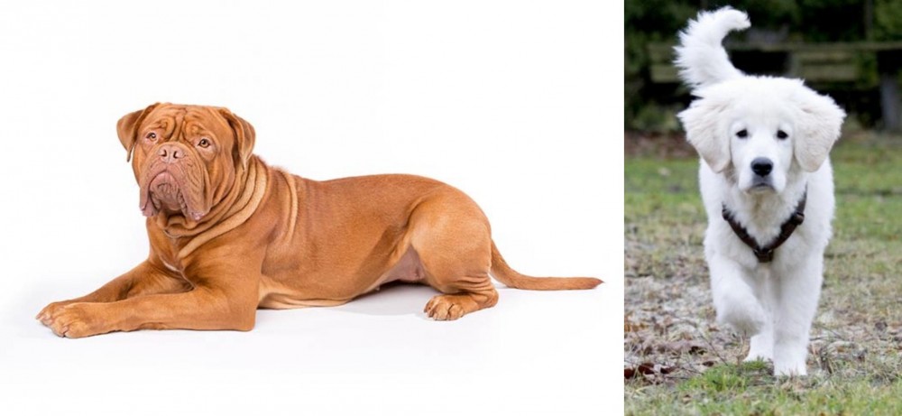 Polish Tatra Sheepdog vs Dogue De Bordeaux - Breed Comparison