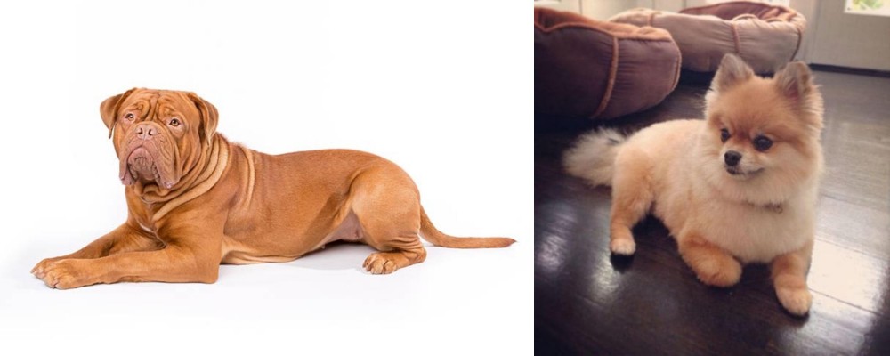 Pomeranian vs Dogue De Bordeaux - Breed Comparison