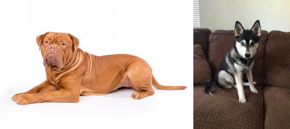Pomsky vs Dogue De Bordeaux - Breed Comparison