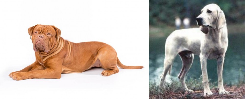 Porcelaine vs Dogue De Bordeaux - Breed Comparison