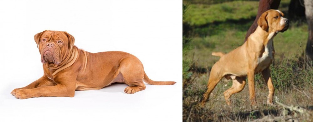 Portuguese Pointer vs Dogue De Bordeaux - Breed Comparison