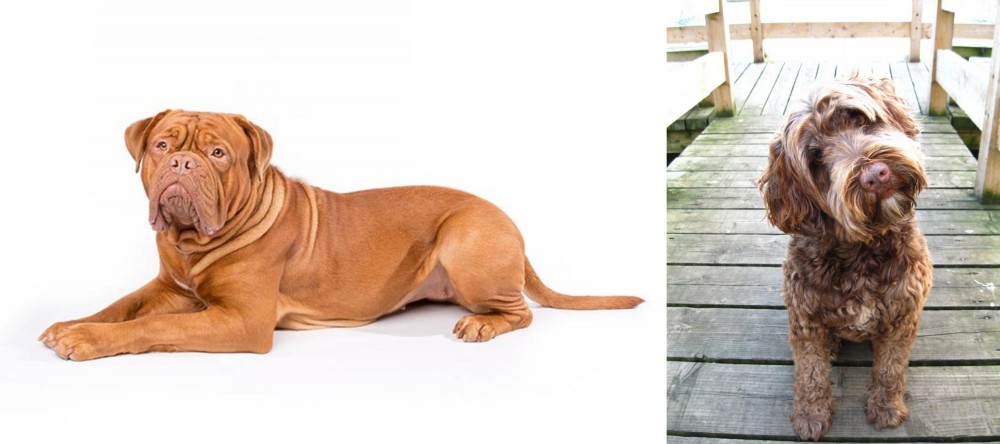 Portuguese Water Dog vs Dogue De Bordeaux - Breed Comparison