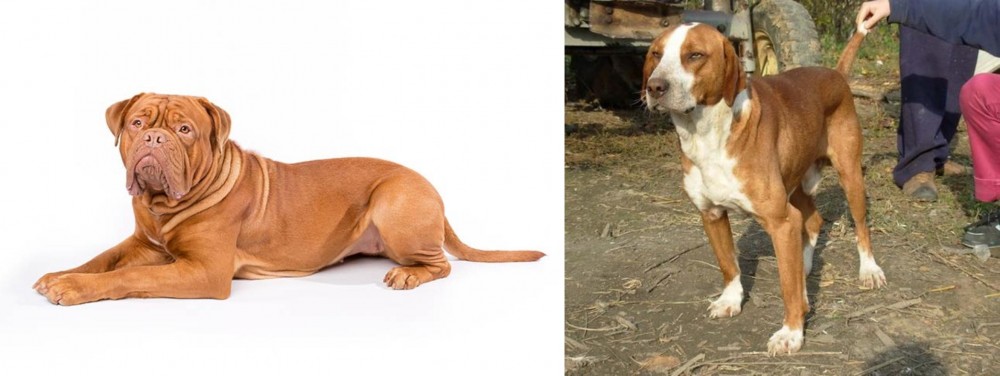Posavac Hound vs Dogue De Bordeaux - Breed Comparison