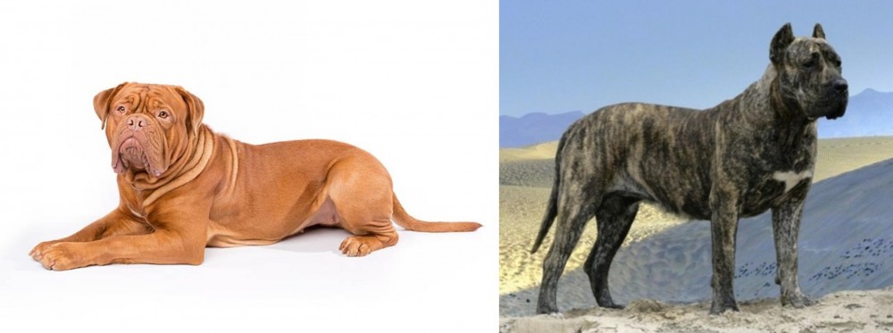 Presa Canario vs Dogue De Bordeaux - Breed Comparison