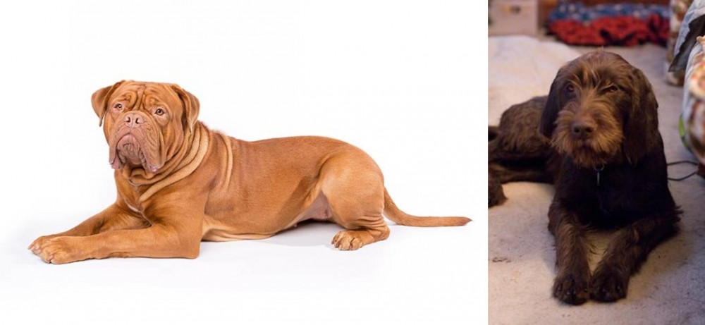 Pudelpointer vs Dogue De Bordeaux - Breed Comparison