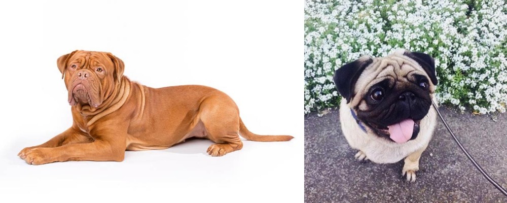 Pug vs Dogue De Bordeaux - Breed Comparison
