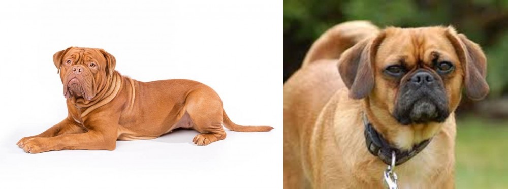 Pugalier vs Dogue De Bordeaux - Breed Comparison