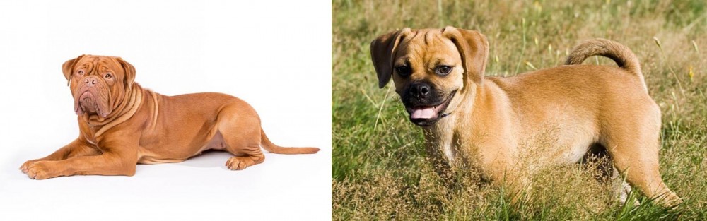 Puggle vs Dogue De Bordeaux - Breed Comparison