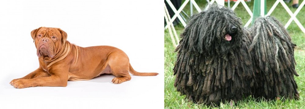 Puli vs Dogue De Bordeaux - Breed Comparison