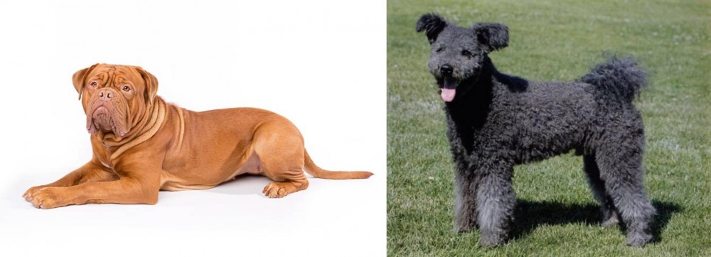 Pumi vs Dogue De Bordeaux - Breed Comparison