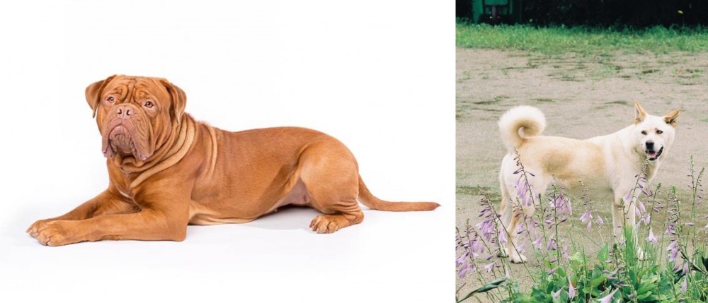Pungsan Dog vs Dogue De Bordeaux - Breed Comparison