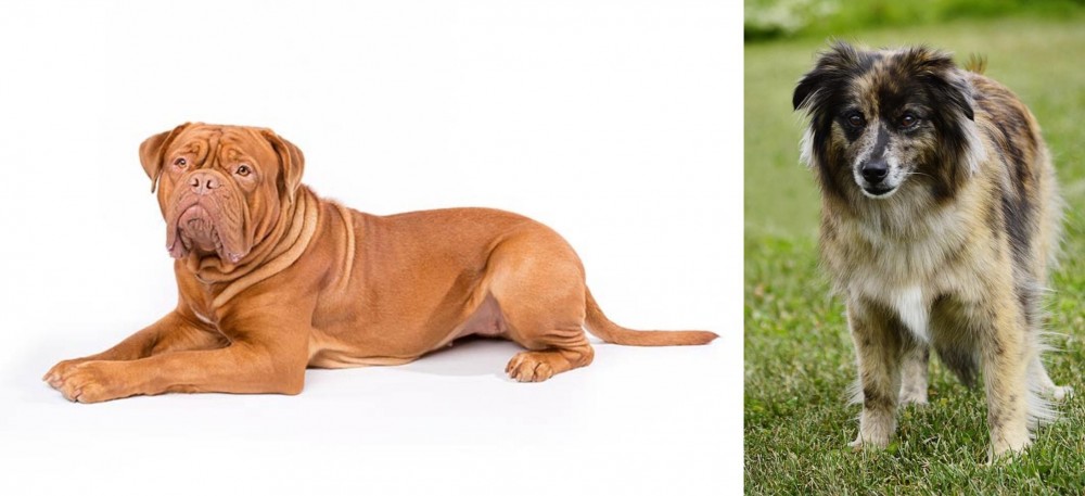 Pyrenean Shepherd vs Dogue De Bordeaux - Breed Comparison