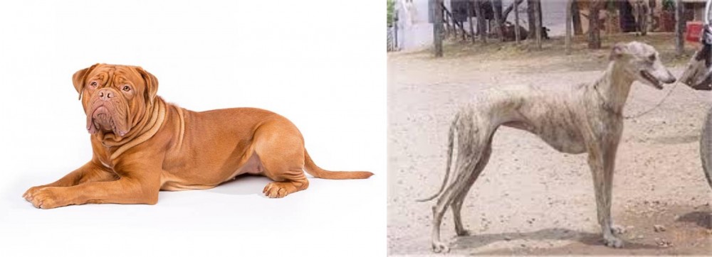 Rampur Greyhound vs Dogue De Bordeaux - Breed Comparison