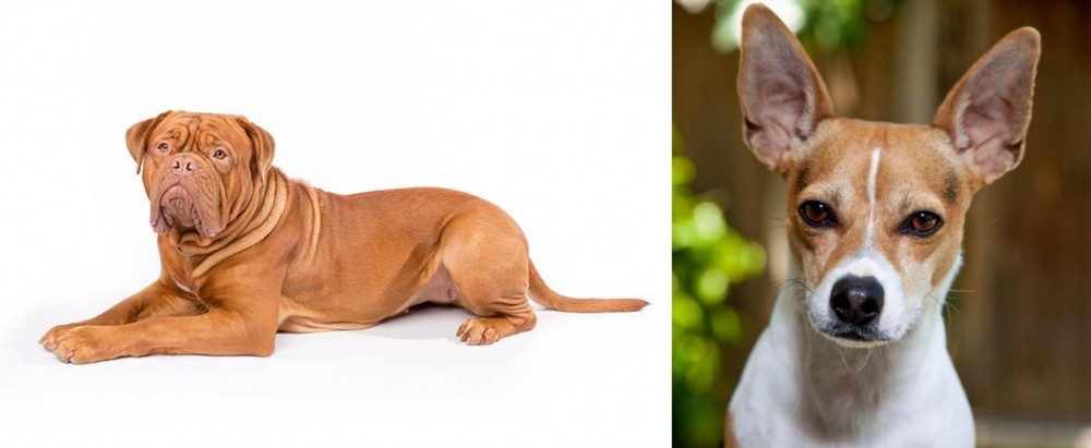 Rat Terrier vs Dogue De Bordeaux - Breed Comparison