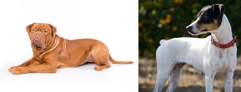Ratonero Bodeguero Andaluz vs Dogue De Bordeaux - Breed Comparison