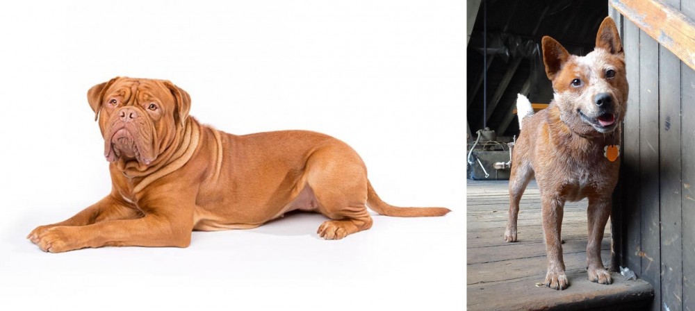 Red Heeler vs Dogue De Bordeaux - Breed Comparison