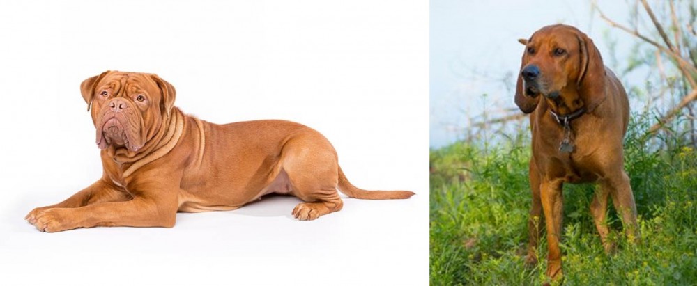 Redbone Coonhound vs Dogue De Bordeaux - Breed Comparison