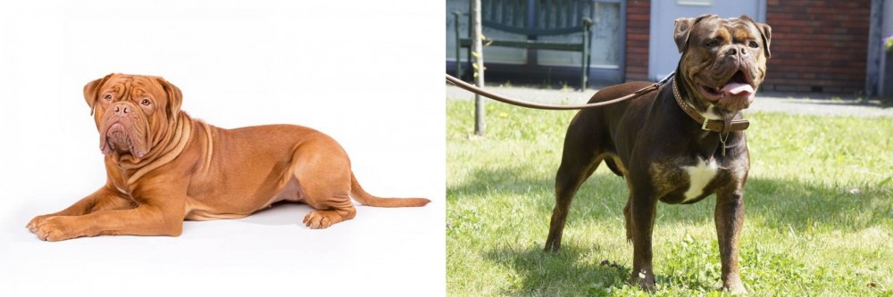 Renascence Bulldogge vs Dogue De Bordeaux - Breed Comparison