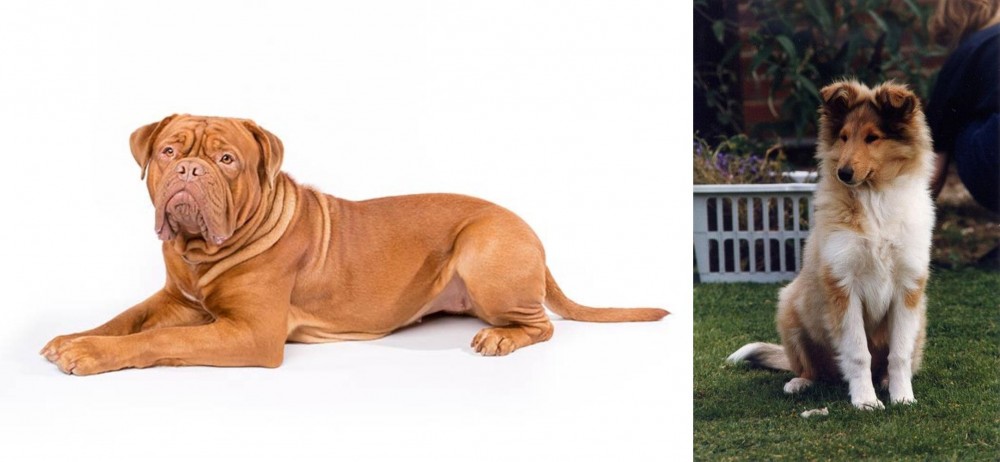 Rough Collie vs Dogue De Bordeaux - Breed Comparison