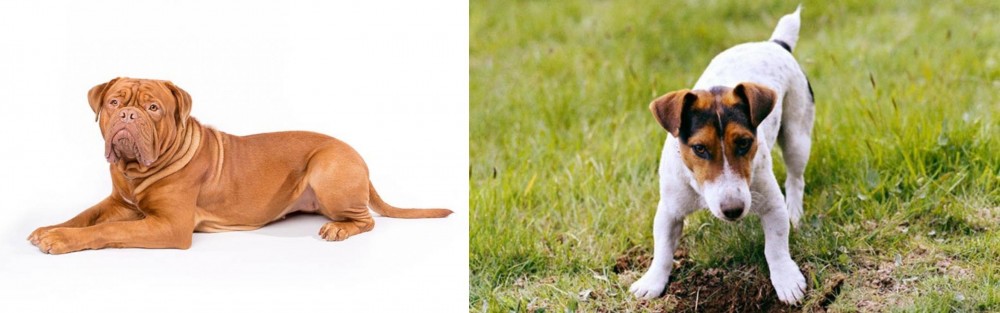 Russell Terrier vs Dogue De Bordeaux - Breed Comparison