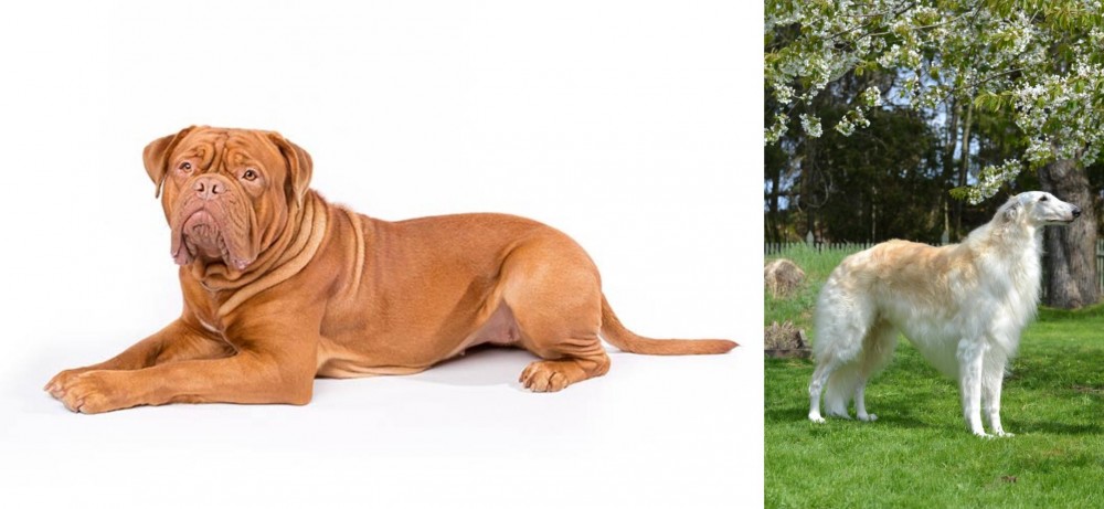 Russian Hound vs Dogue De Bordeaux - Breed Comparison