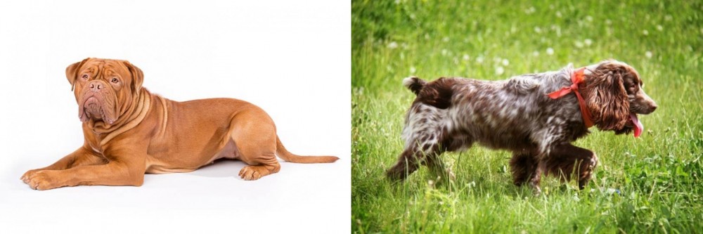 Russian Spaniel vs Dogue De Bordeaux - Breed Comparison