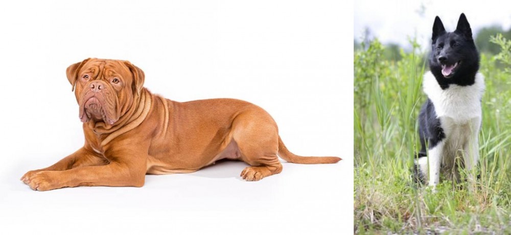 Russo-European Laika vs Dogue De Bordeaux - Breed Comparison