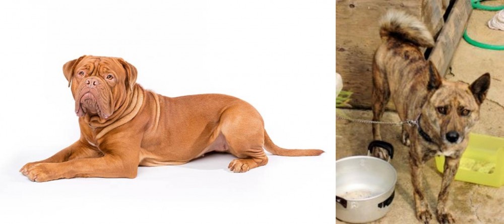 Ryukyu Inu vs Dogue De Bordeaux - Breed Comparison