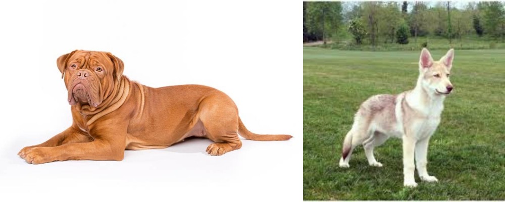 Saarlooswolfhond vs Dogue De Bordeaux - Breed Comparison