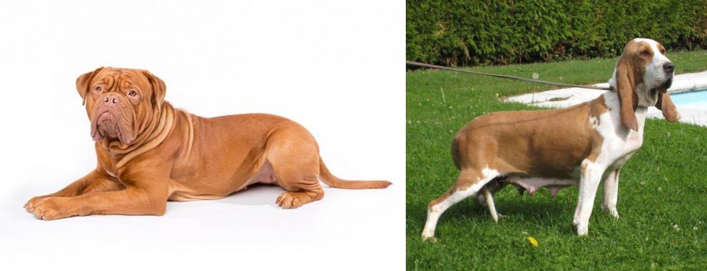 Sabueso Espanol vs Dogue De Bordeaux - Breed Comparison