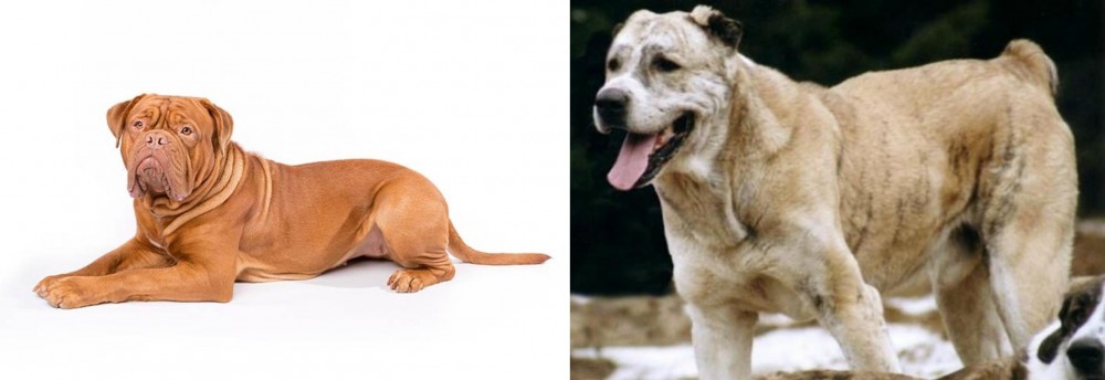 Sage Koochee vs Dogue De Bordeaux - Breed Comparison
