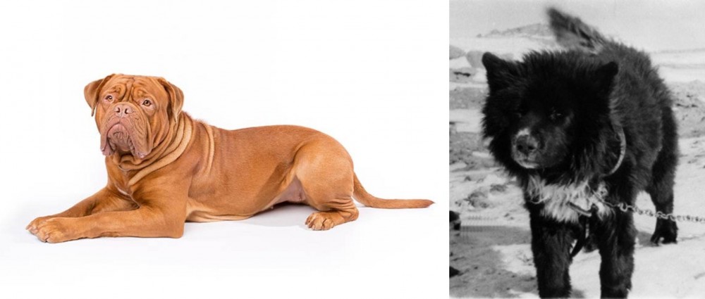 Sakhalin Husky vs Dogue De Bordeaux - Breed Comparison