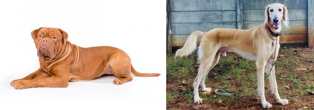 Saluki vs Dogue De Bordeaux - Breed Comparison