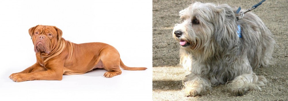 Sapsali vs Dogue De Bordeaux - Breed Comparison