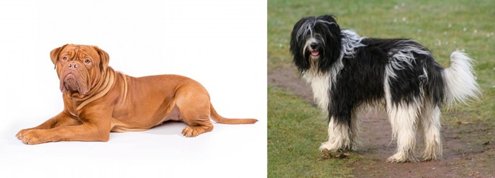 Schapendoes vs Dogue De Bordeaux - Breed Comparison