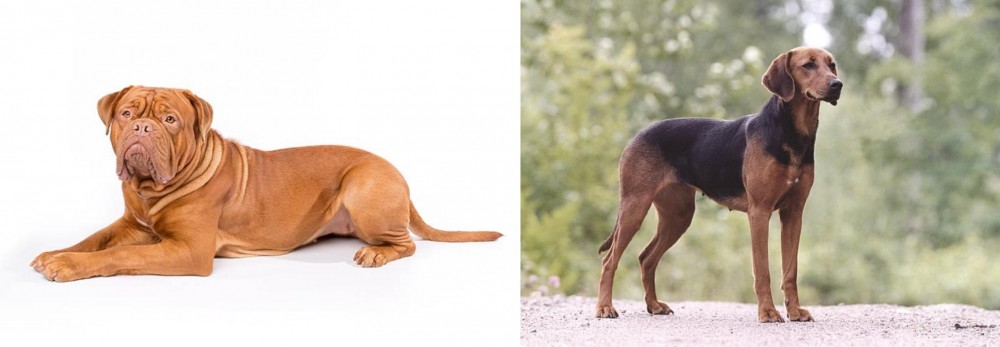 Schillerstovare vs Dogue De Bordeaux - Breed Comparison