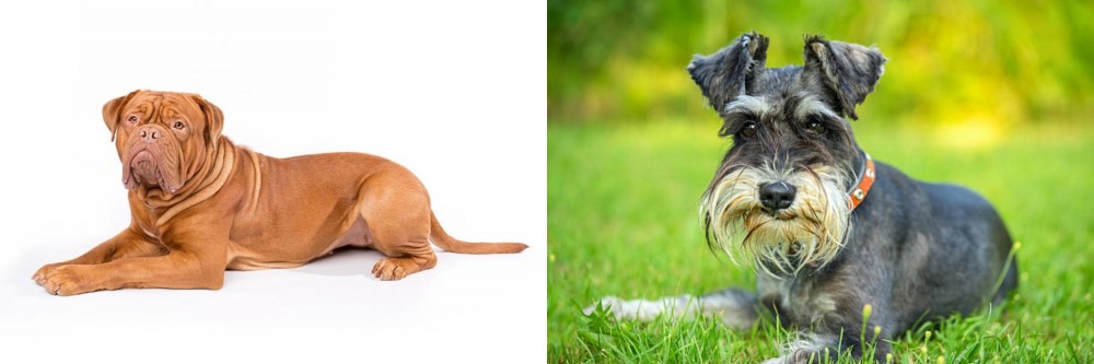 Schnauzer vs Dogue De Bordeaux - Breed Comparison