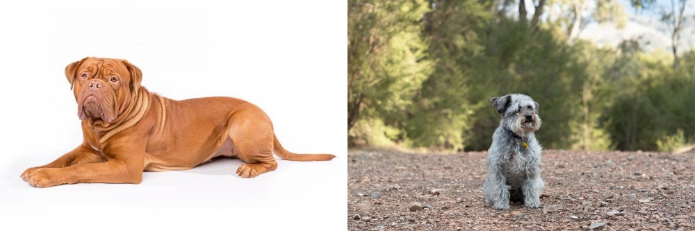 Schnoodle vs Dogue De Bordeaux - Breed Comparison