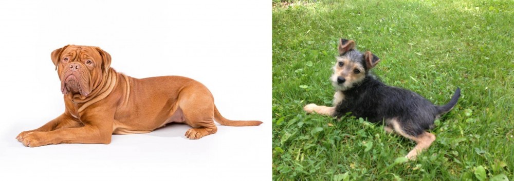 Schnorkie vs Dogue De Bordeaux - Breed Comparison
