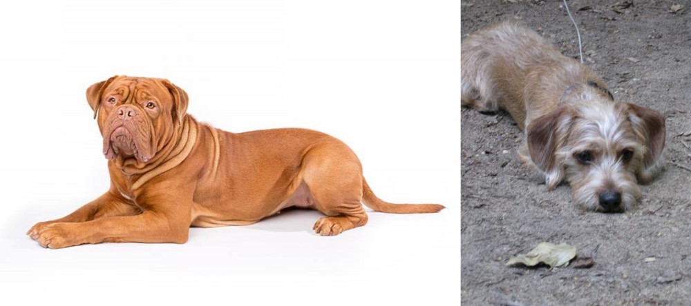 Schweenie vs Dogue De Bordeaux - Breed Comparison