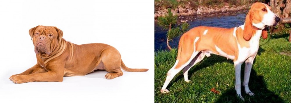 Schweizer Laufhund vs Dogue De Bordeaux - Breed Comparison