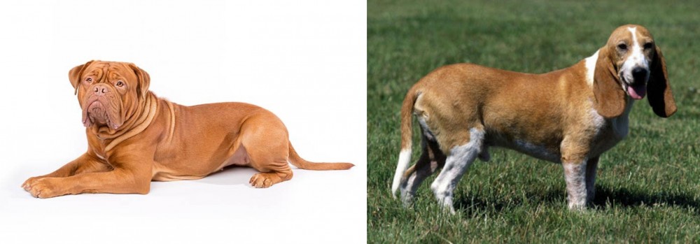 Schweizer Niederlaufhund vs Dogue De Bordeaux - Breed Comparison