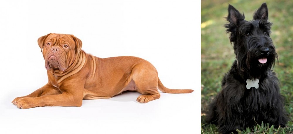 Scoland Terrier vs Dogue De Bordeaux - Breed Comparison
