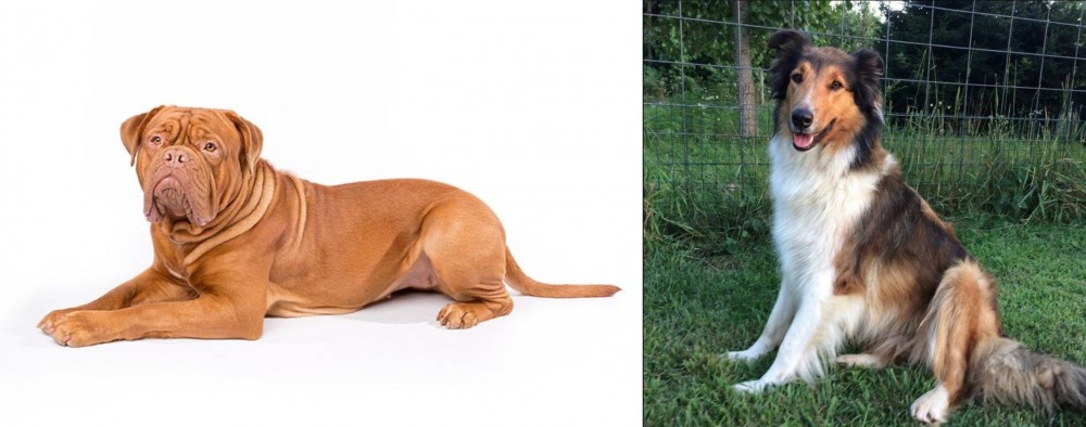 Scotch Collie vs Dogue De Bordeaux - Breed Comparison